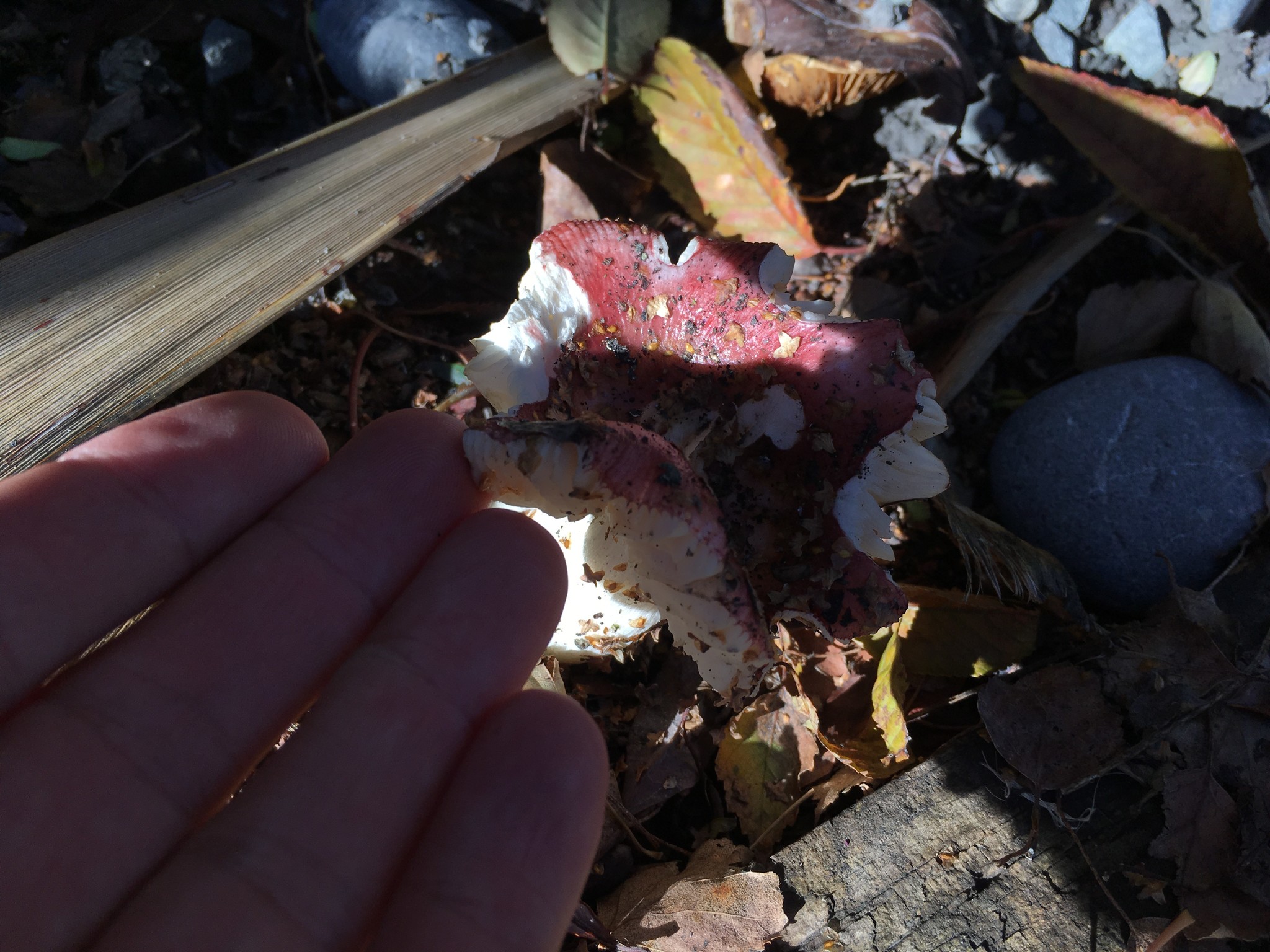 Russula nitida image