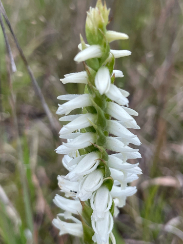 Great Plains Ladies' Tresses