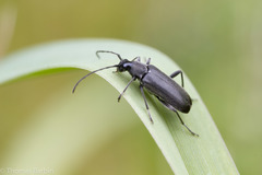 Grammoptera subargentata