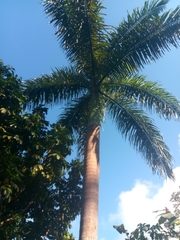 Roystonea borinquena