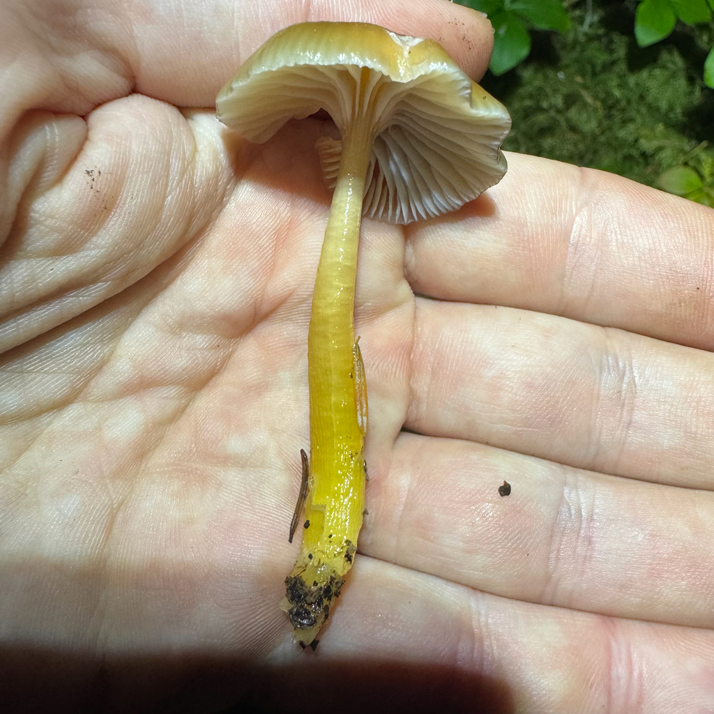 Heath Waxcap · September 2026 · photo: Photo: no rights reserved · iNaturalist