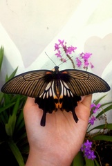 Papilio memnon