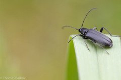 Grammoptera subargentata
