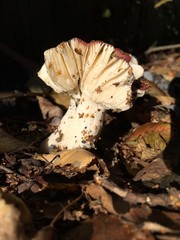 Russula nitida