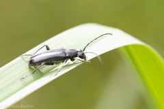 Grammoptera subargentata