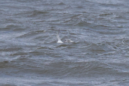 Common Tern