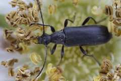 Grammoptera subargentata