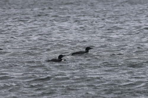 Common Loon