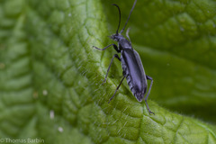 Grammoptera subargentata