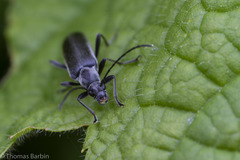 Grammoptera subargentata