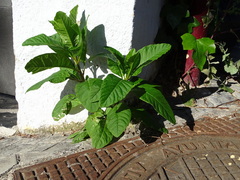 Phytolacca americana