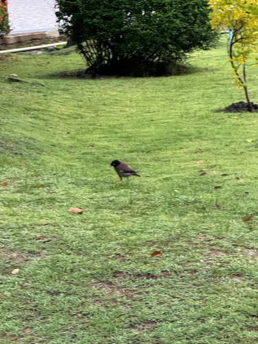 Common Myna
