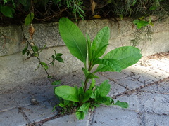 Phytolacca americana