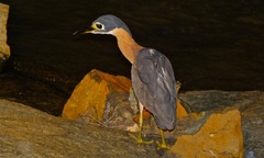 White-Backed Night Heron photo 2