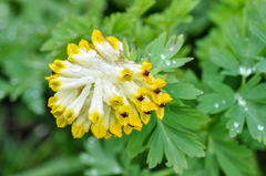 Corydalis nobilis