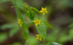 (c) Forest Botial-Jarvis, some rights reserved (CC BY) Lysimachia quadrifolia, photograph (c) Forest Botial-Jarvis, some rights reserved (CC BY)