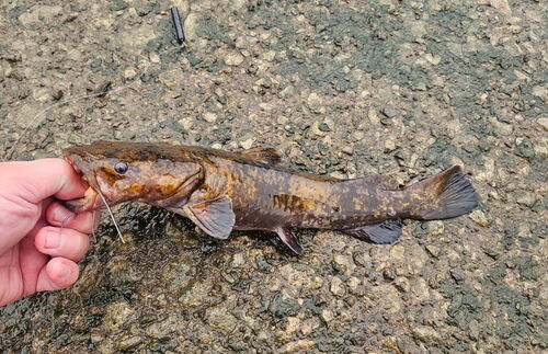 Flathead Catfish