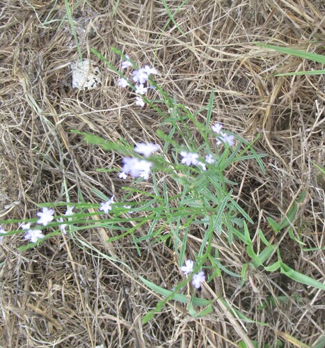 Verbena halei, photograph 6