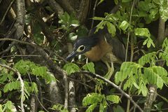 White-Backed Night Heron photo 5