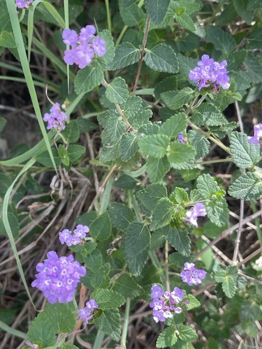 creeping lantana