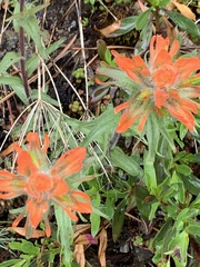Castilleja hispida