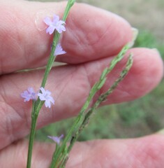 Verbena halei, photograph (c) Linda Jo Conn, some rights reserved (CC BY)