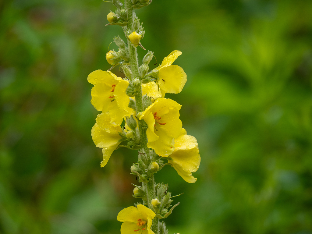 Verbascum phlomoides; photograph (c) Forest Botial-Jarvis, some rights reserved (CC BY)