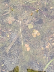 Hydrocotyle sulcata