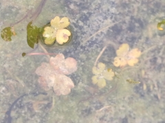Hydrocotyle sulcata