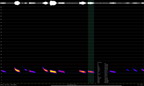 Chaerephon observed 2026-09-08