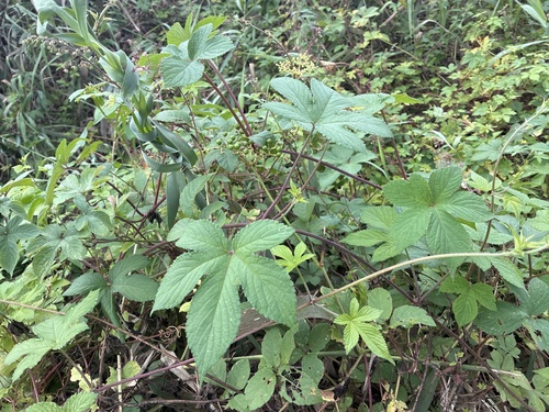 Japanese Hops