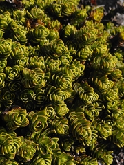 Veronica macrocalyx macrocalyx