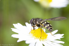 Dasysyrphus intrudens