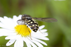 Dasysyrphus intrudens