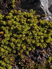 Veronica macrocalyx macrocalyx