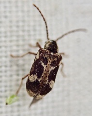 Ptinomorphus imperialis