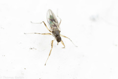 Tachydromiinae