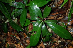 Ardisia kusukuensis