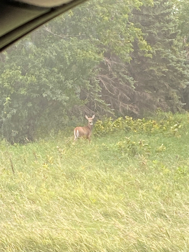 White-tailed Deer