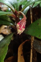 Ardisia kusukuensis