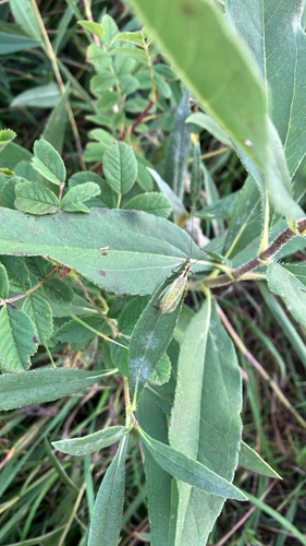 Forbes' Tree Cricket