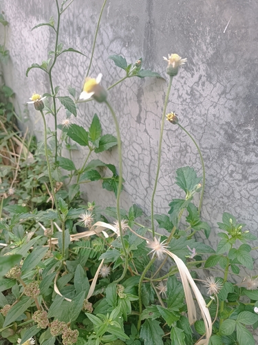 Tridax Daisy