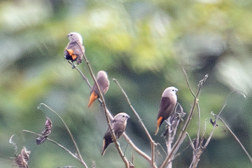Lonchura caniceps observed 2026-07-18