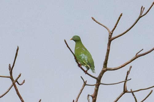 Ptilinopus iozonus observed 2026-07-18