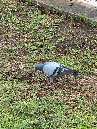 Feral Pigeon