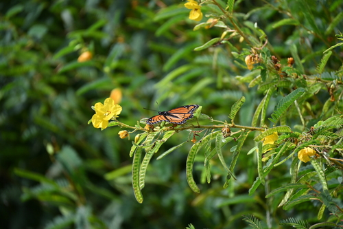 Viceroy