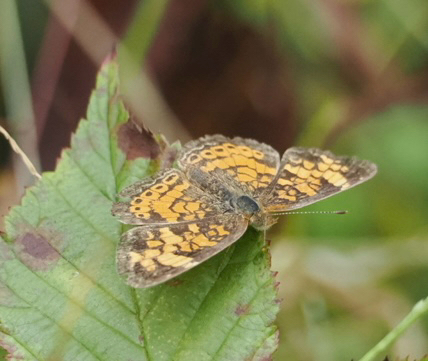 Pearl Crescent