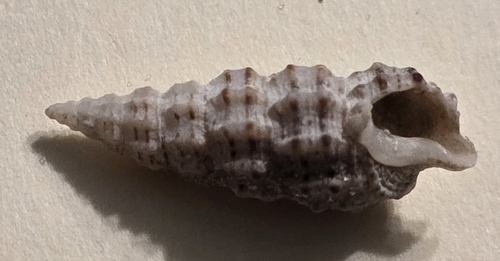 Cerithium muscarum, 2026-09-11