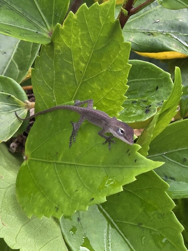 Green Anole