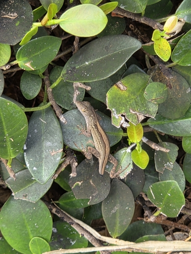 Brown Anole